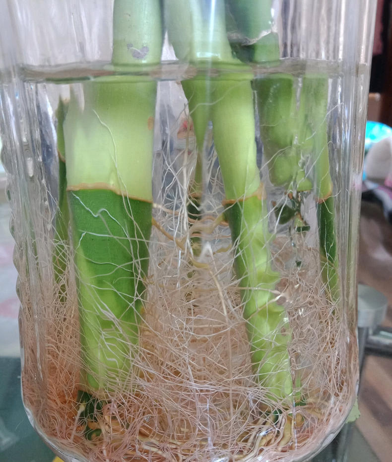 如何让富贵竹快速生根3种促根剂水里滴几滴7天看见大白根