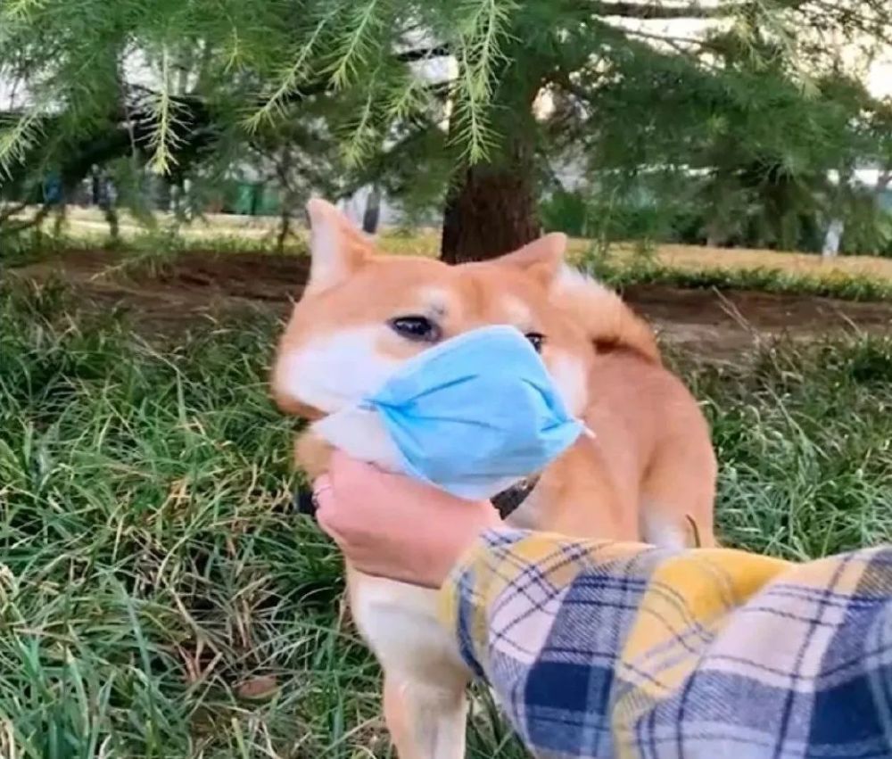 看柴犬戴口罩直播赏樱花,我又双叒叕被萌化啦!