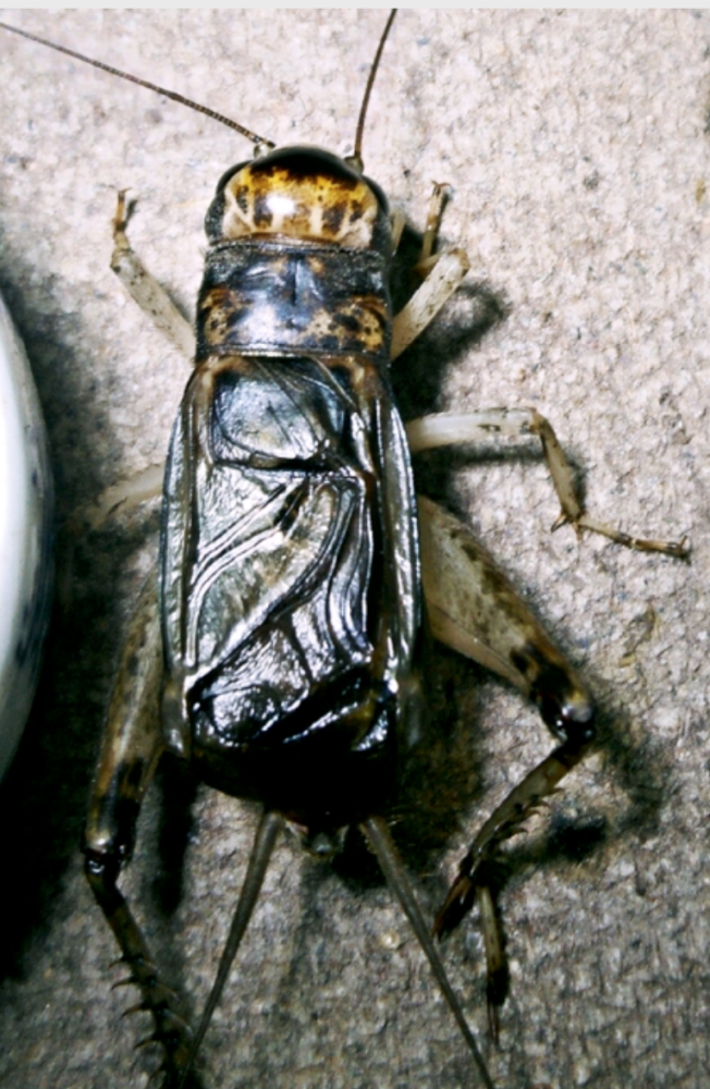 白麻头蟋蟀虫王图片