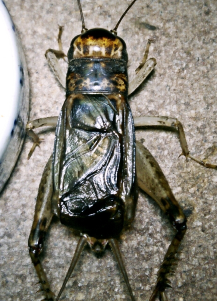 虎鲸虫趣:蟋蟀鉴赏:乌背白黄麻头_腾讯新闻