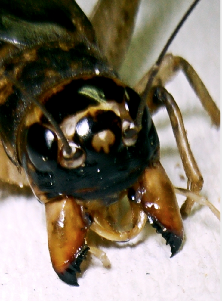 白黄麻头蟋蟀图片