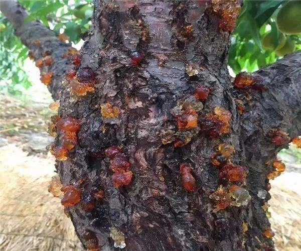 桃树流胶病年年治却年年发病学会防治技巧一次防治到位