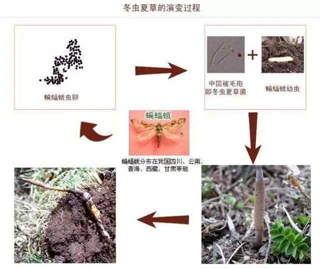 被称为神药的冬虫夏草如何走下了神坛专家给出最好的解释