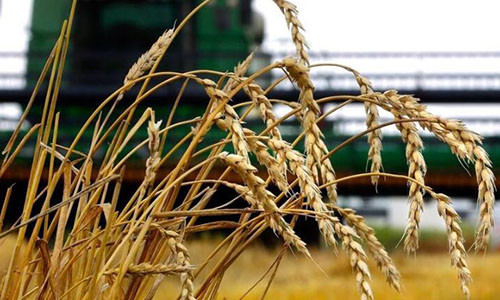 粮食危机 来了 多国 官宣 拥有14亿人口的中国却不慌 腾讯新闻