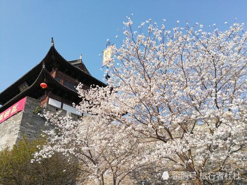 飘飞的樱花雪,散了一衣襟的清香,迷失在望江门樱花海