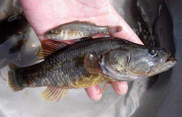 老头鱼是一种什么鱼过去野泡子里随处可见现在卖几十元一斤