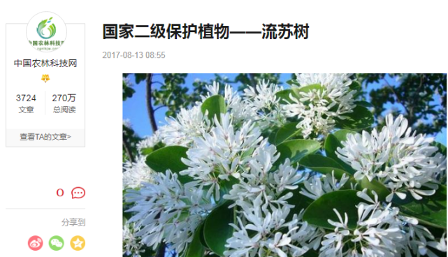 国家二级保护植物竟欲当柴烧 这位老太你可长点心吧