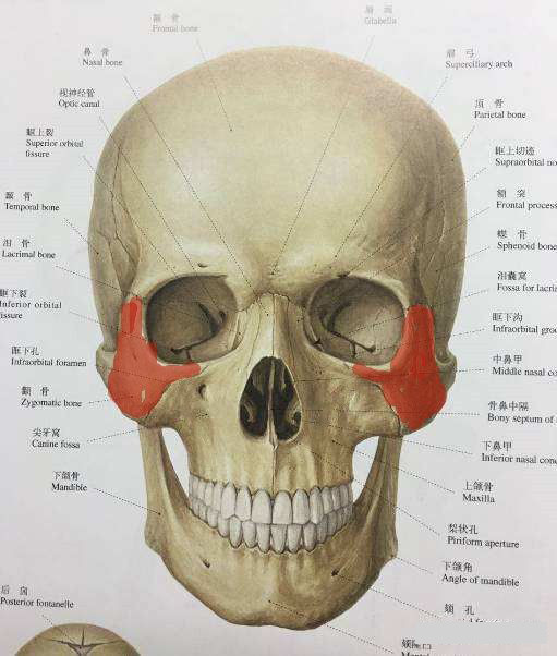 颧骨在脸部什么位置图片