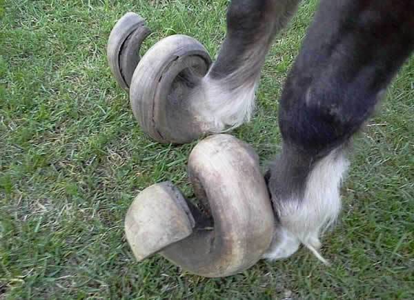 马掌|驯养的马要定期修马蹄，野马为什么不用？