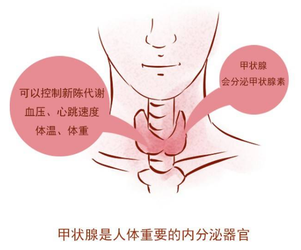 得了甲状腺结节怎么办?避免"3怕",多吃"3样",或能有效缓解