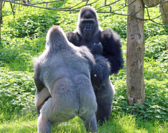 两只猩猩上场打拳击,比赛刚宣布开始,就把观众逗笑了!