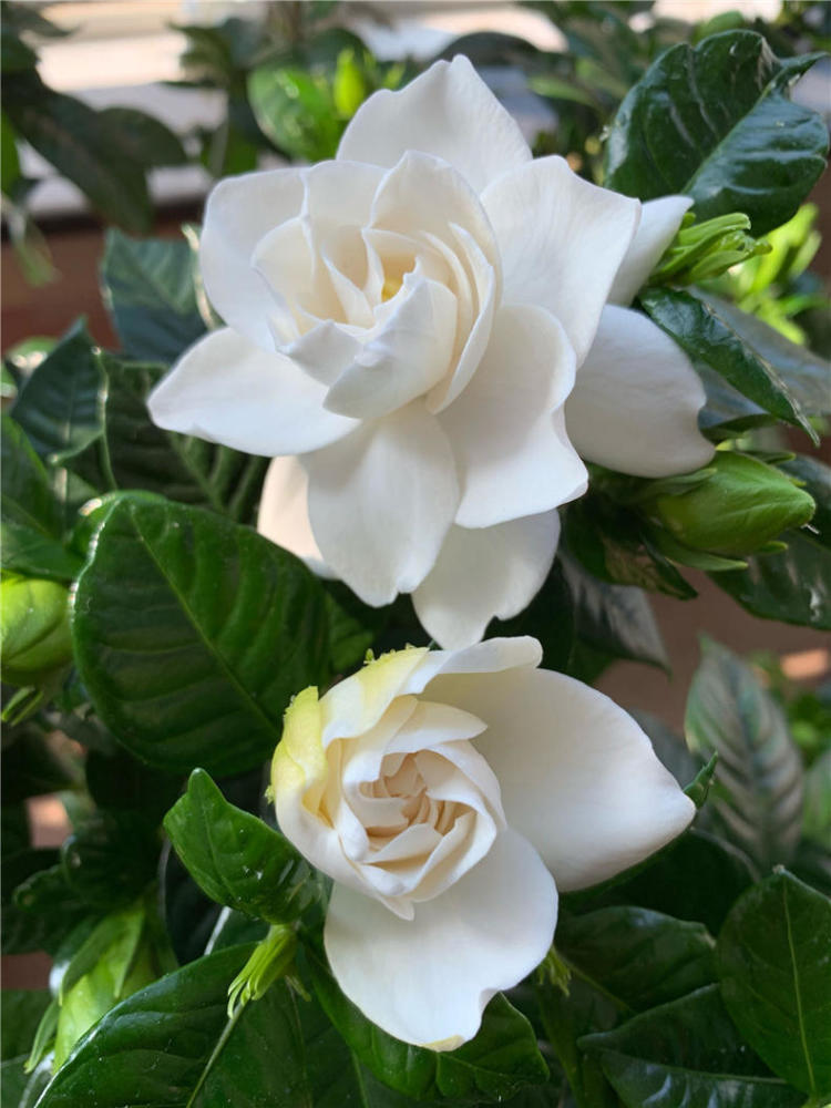 4月养栀子花10天浇次促花水栀子花叶绿花苞多五六月就爆花