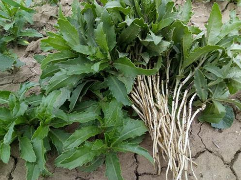 野生植物的数量还会越来越少,听说现在已经有人尝试人工种植七七芽