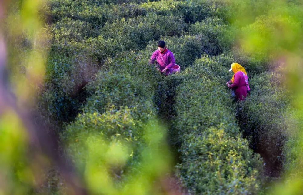 黄龙岘景区茶园里,采茶工们三三两两点缀在茶山上,提着竹篮哼着小曲