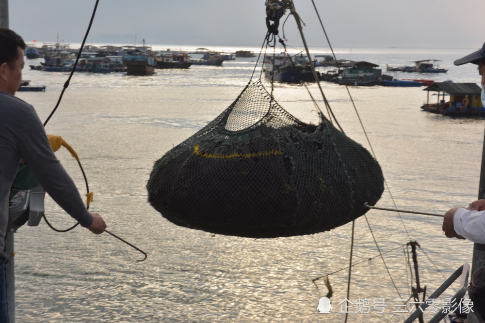 深圳大鹏新区南澳办事处輋下湾码头,渔民将刚捕捞到的海胆吊上岸.