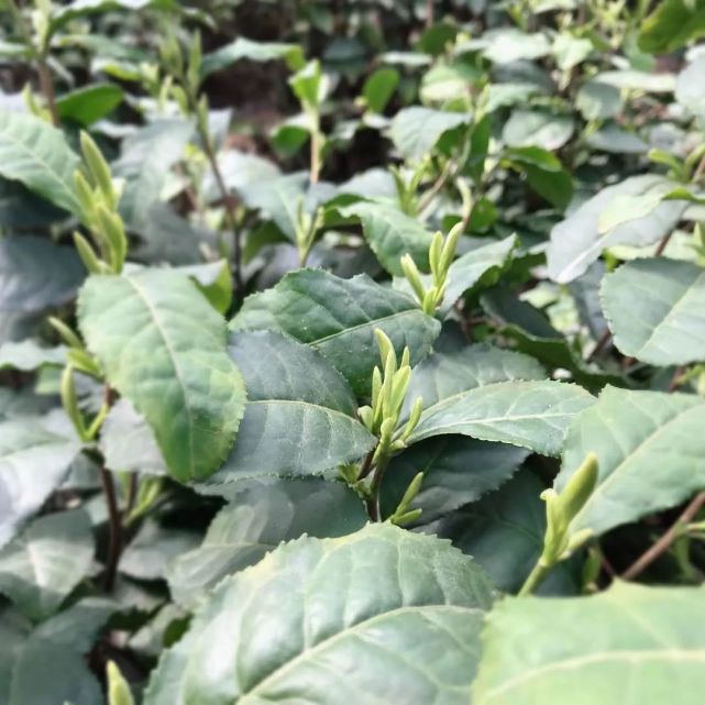 南通军山茶,2020明前头采