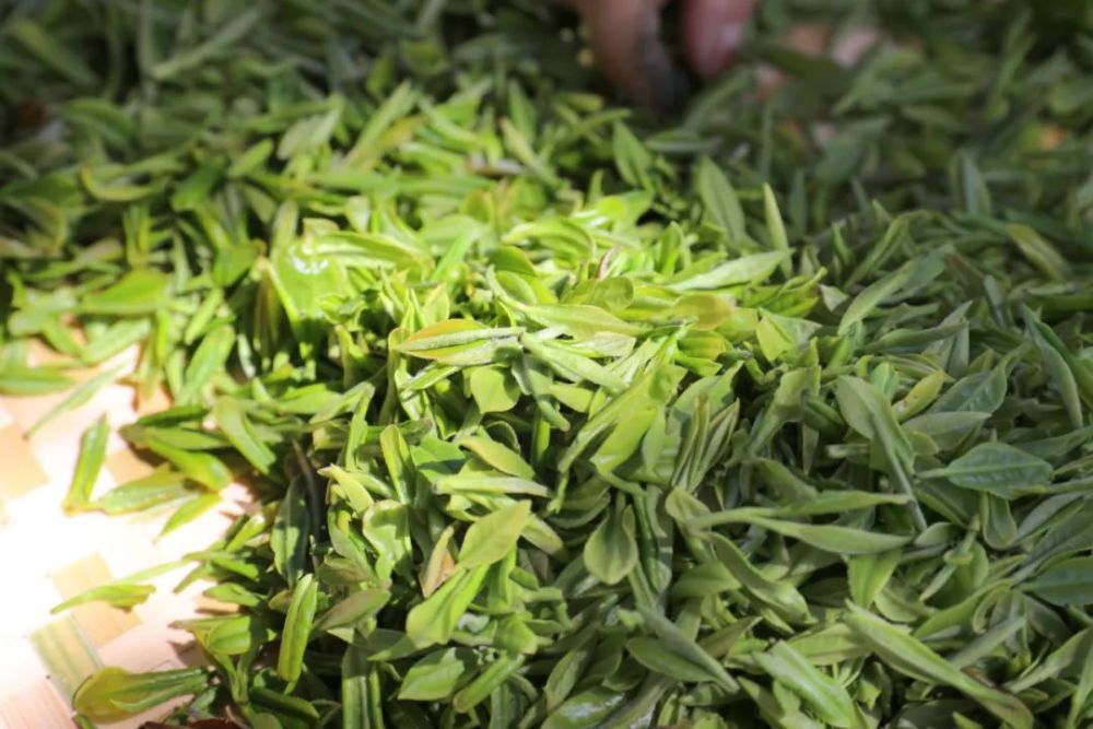 南通军山茶2020明前头采