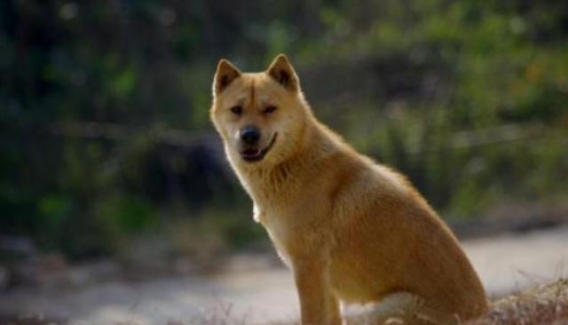 你见过头顶有 天眼 的狗狗吗 它们会带来好运 遇到别错过 中华田园犬 狗狗 流浪狗