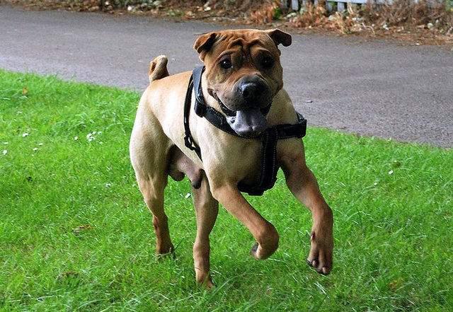 中国十大犬种之沙皮犬