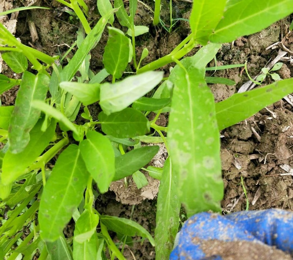 大棚种植的空心菜不见长 用什么肥料 叶片长斑是病害还是冷害 腾讯新闻