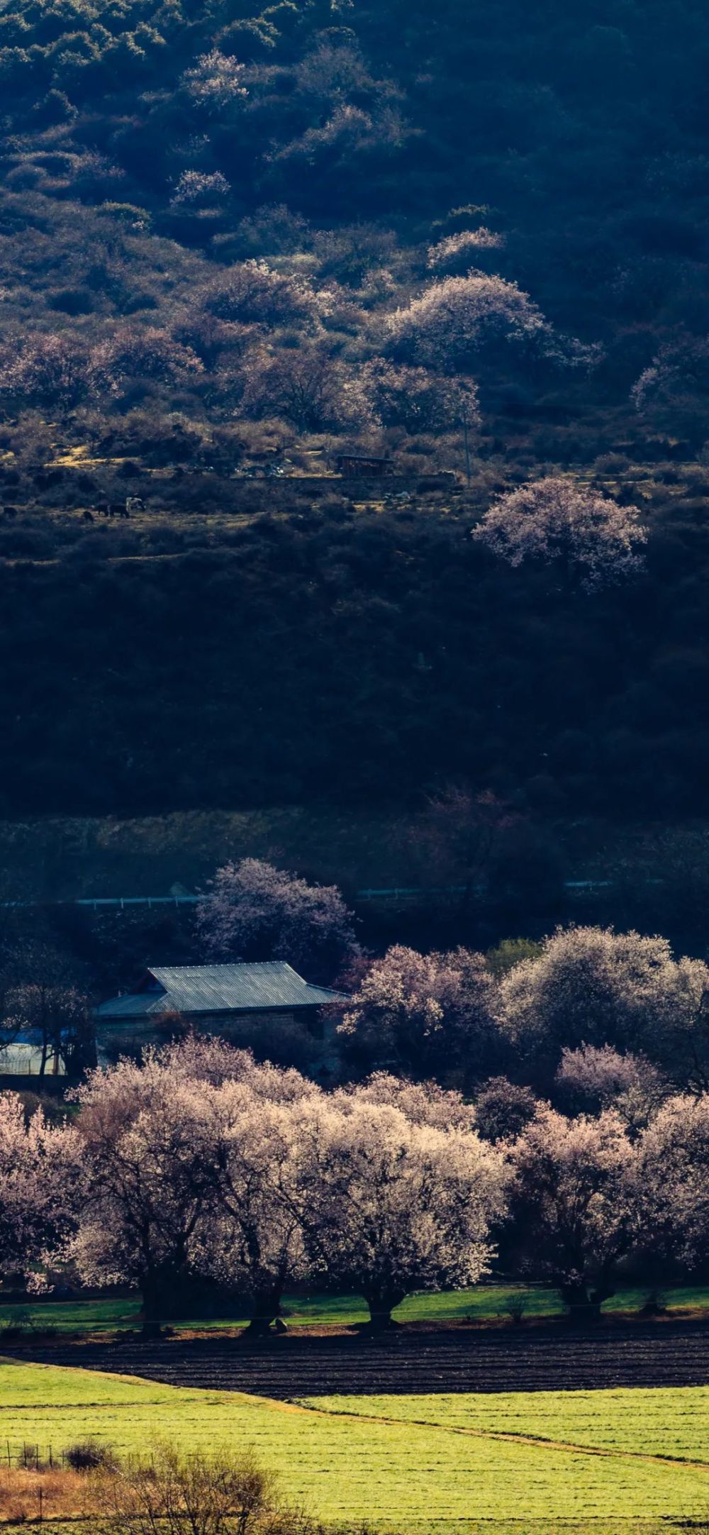 西藏林芝桃花雪山風景高像素手機屏保