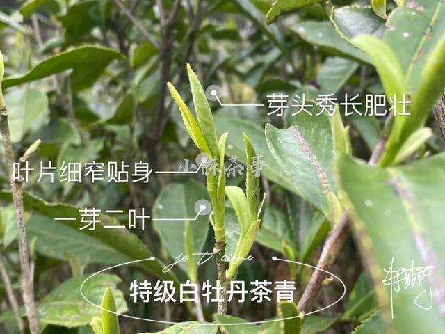 特级 一级 二级 三级白牡丹的区别 很多人不明白 看完涨知识 腾讯新闻