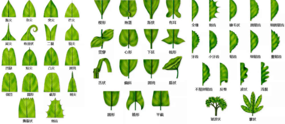 单叶植物和复叶植物图片