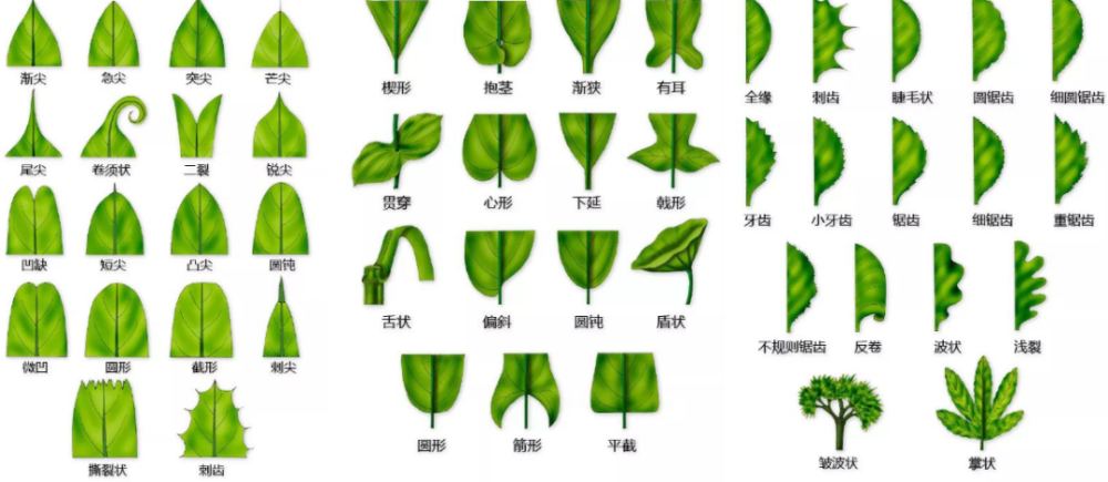 我想知道世上每一棵植物的名字