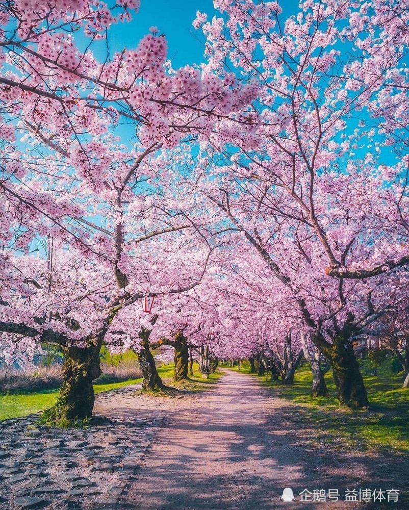 樱花树如此的美丽