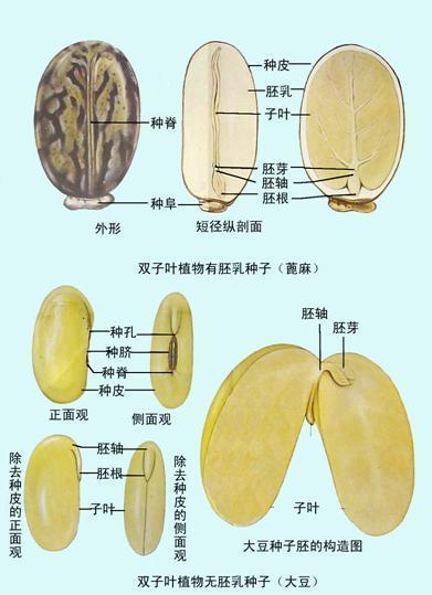 绿色乃是生命之色 演化史上的里程碑 生命演化的一大壮举 腾讯新闻