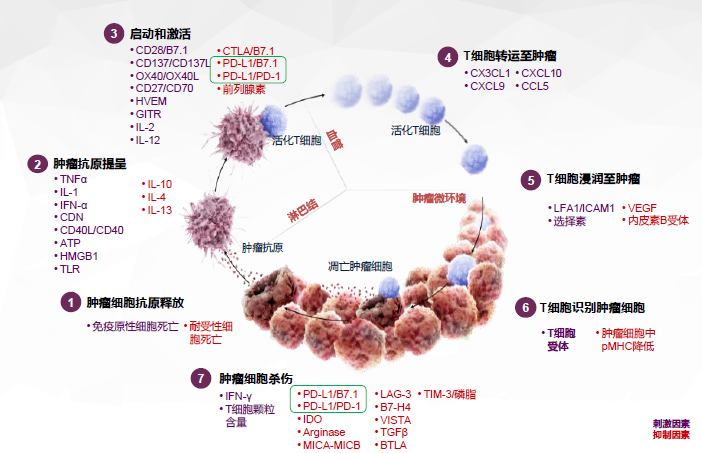 周承志:肿瘤免疫治疗须识别「免疫逃逸」……pd-l1单抗用于小细胞肺癌