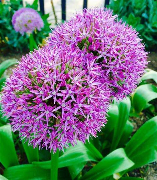 大葱开花是个 球 一种紫色的大花葱 花球更大茎秆更高 大花葱 花卉