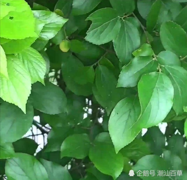 潮汕俗话说清明食叶你知道潮汕清明粿都用的什么叶吗