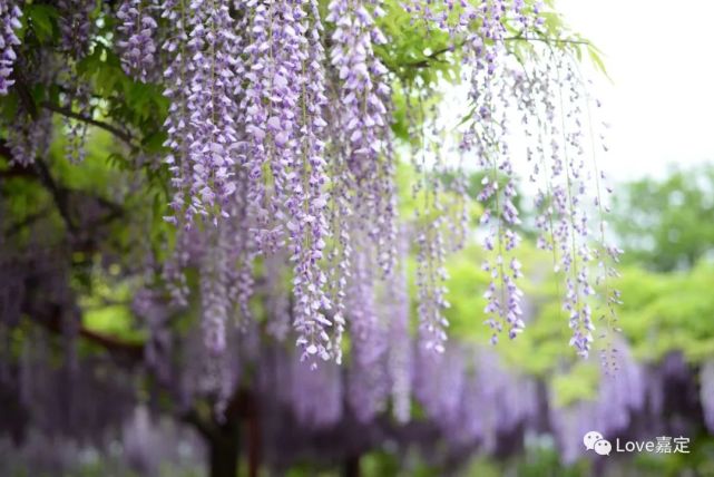 紫藤花如期而至浪漫至極