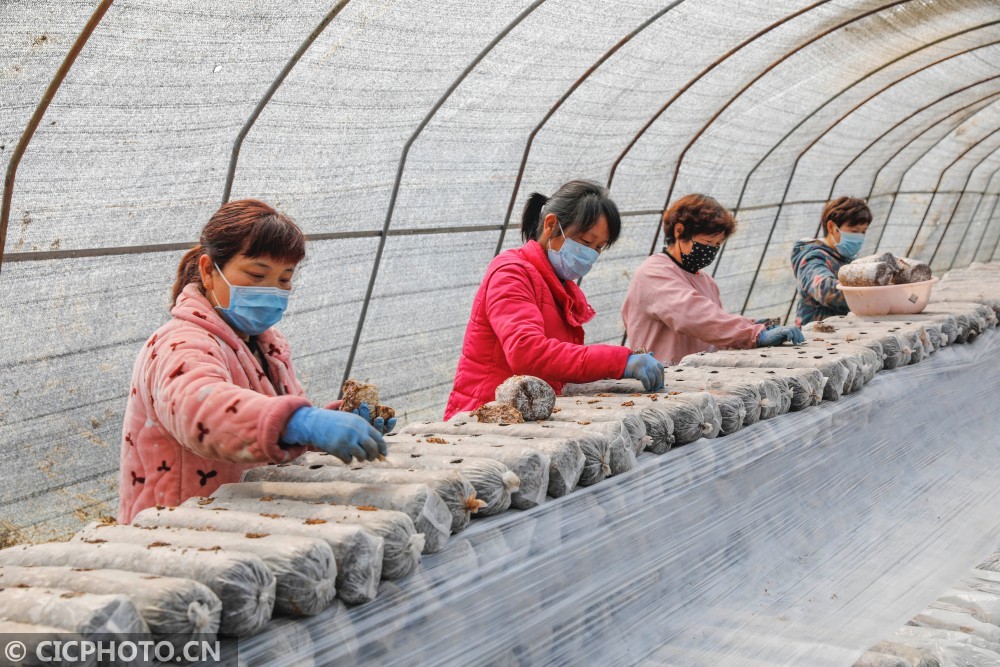 食用菌种植是张八桥镇特色扶贫产业,近年来,该食用菌种植基地采取合 