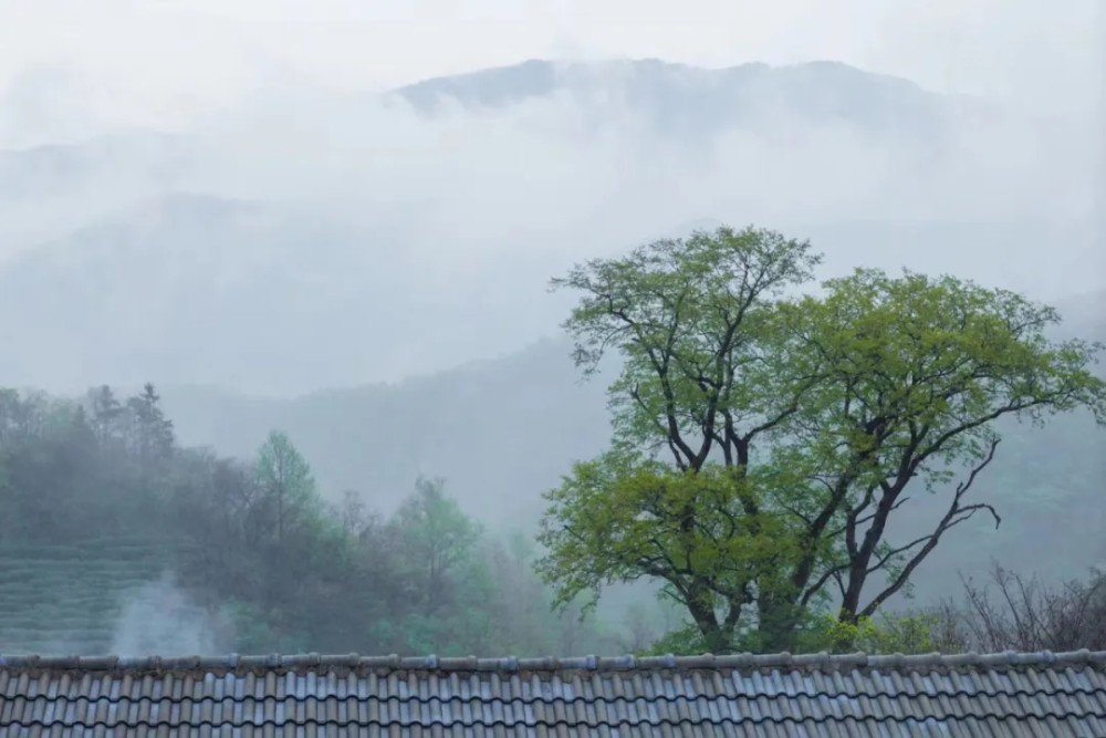 不是所有信阳毛尖都叫豫毛峰