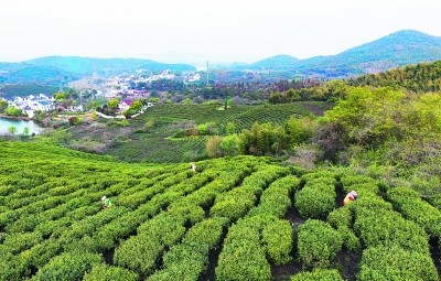 1200名茶工黄龙岘采摘春茶
