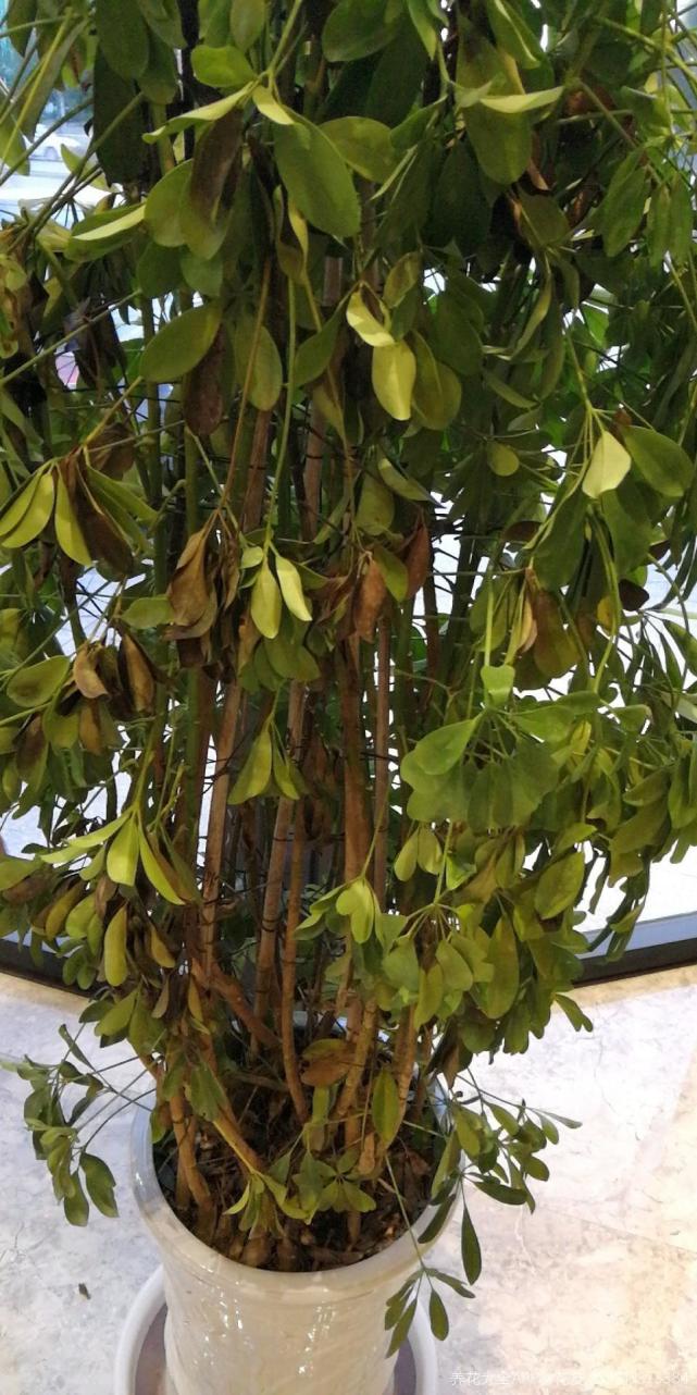 邻居在垃圾桶捡了棵巴掌大的鸭掌木,回家简单一搞,长出十多盆!