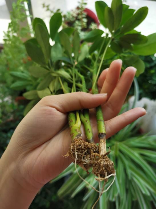 邻居在垃圾桶捡了棵巴掌大的鸭掌木回家简单一搞长出十多盆