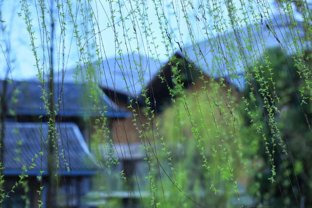 最爱故园花瓣雨 染腮盈袖对斜阳 腾讯新闻