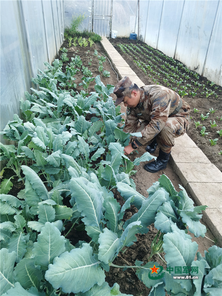 樟木边防连温室大棚内,官兵种植的蔬菜长势良好.