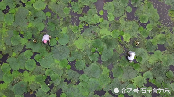 水八仙中芡實又叫雞頭米整個一個大公雞頭比肉價還要貴吃起來卻很簡單