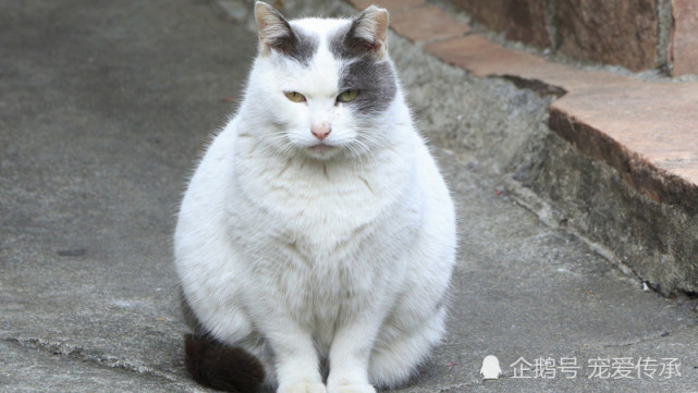 猫咪常呕吐吗 从呕吐物看出隐含的健康问题 不要忽视了 猫咪 动物医院