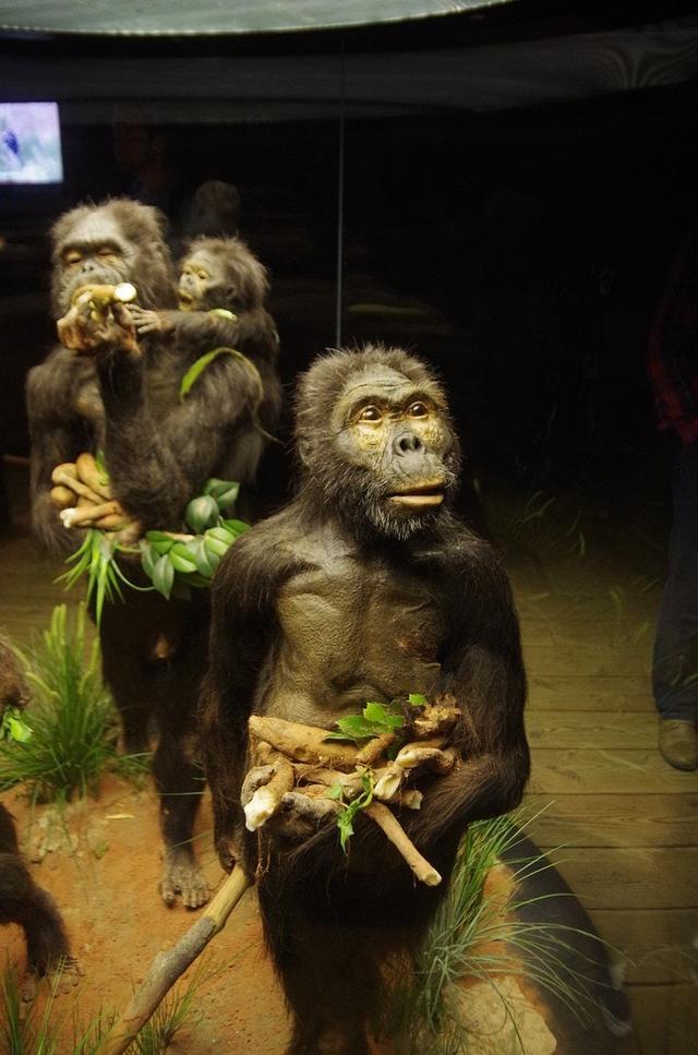 南方古猿的大脑像人还是像猿?科学家从"小露西"头骨上找到答案