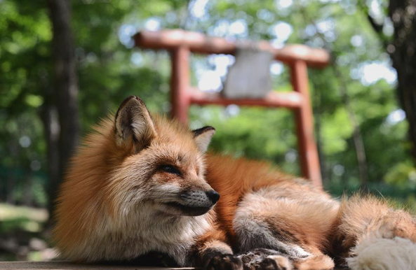 日本人气景点养着一群悠然自得的狐狸靠讨好游客混吃混喝