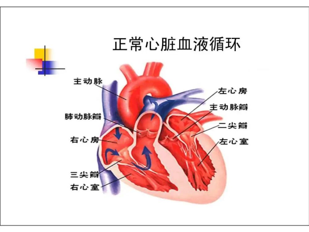 心脏内部结构