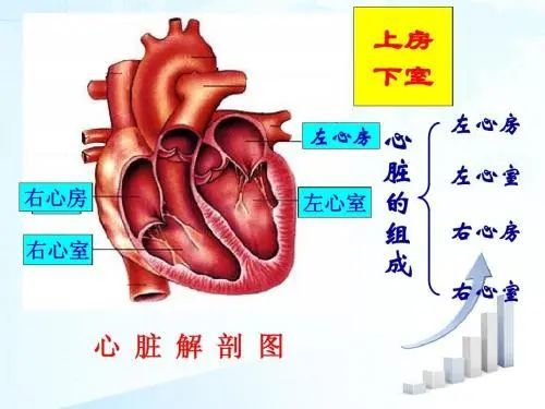 心臟內部結構