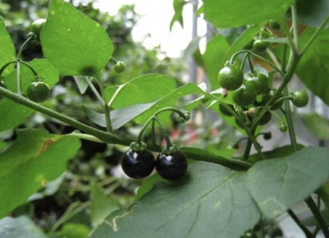 1种植物被当成"杂草",生长在田野里,8月份长出"黑果",少见