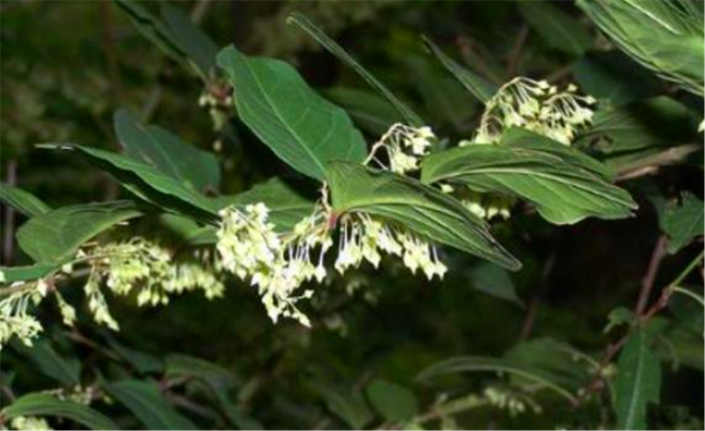 日本虎杖是一种很强的入侵植物,为什么没有在中国造成很大影响?