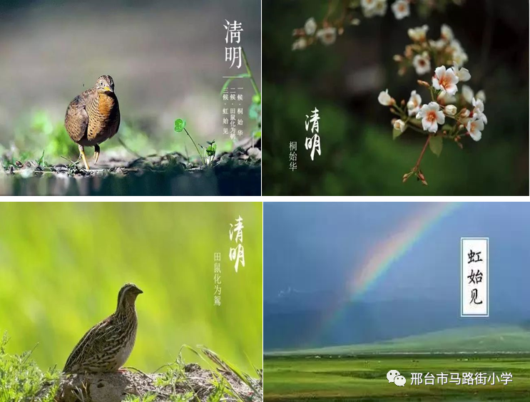 古人根据对大自然的观察,将清明分为三候:"一候桐始华;二候田鼠化为鴽